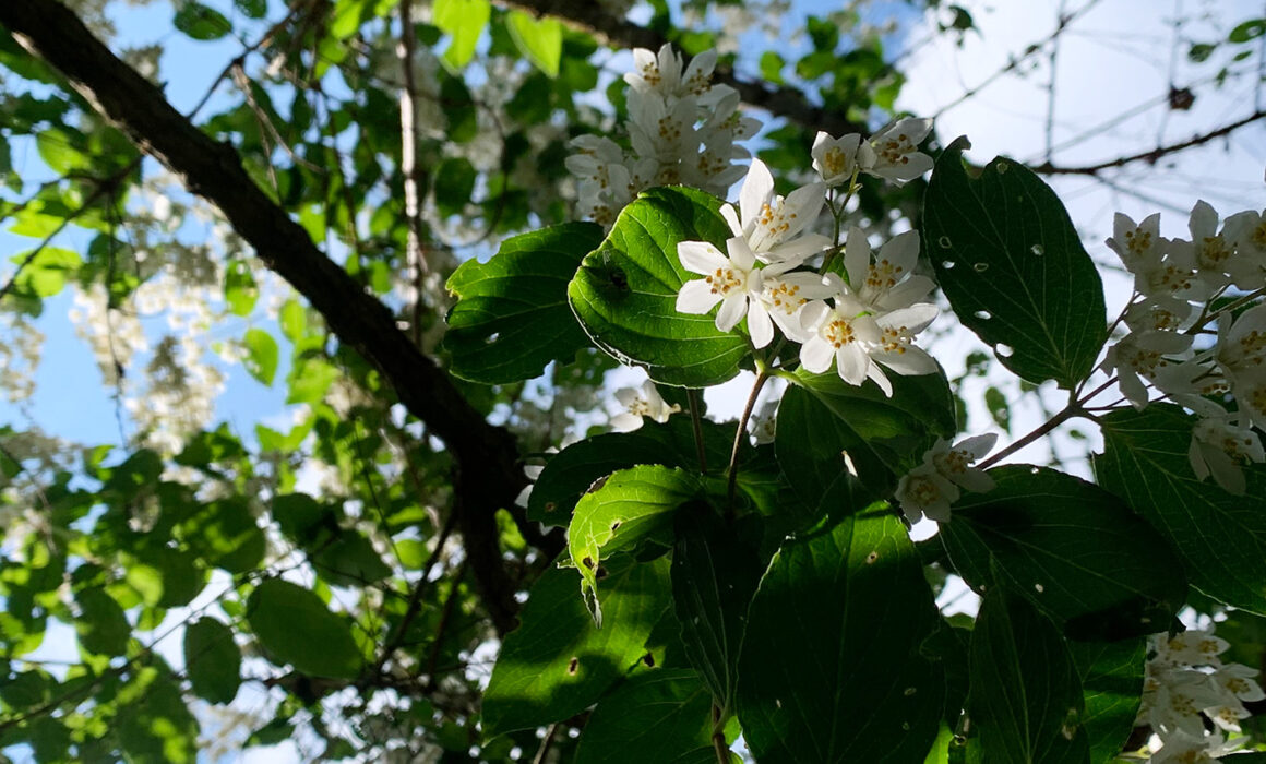 空木 : 卯の花 ： Deutzia crenata