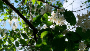 空木 : 卯の花 ： Deutzia crenata