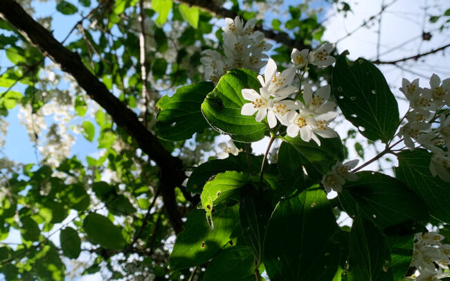 空木 : 卯の花 ： Deutzia crenata