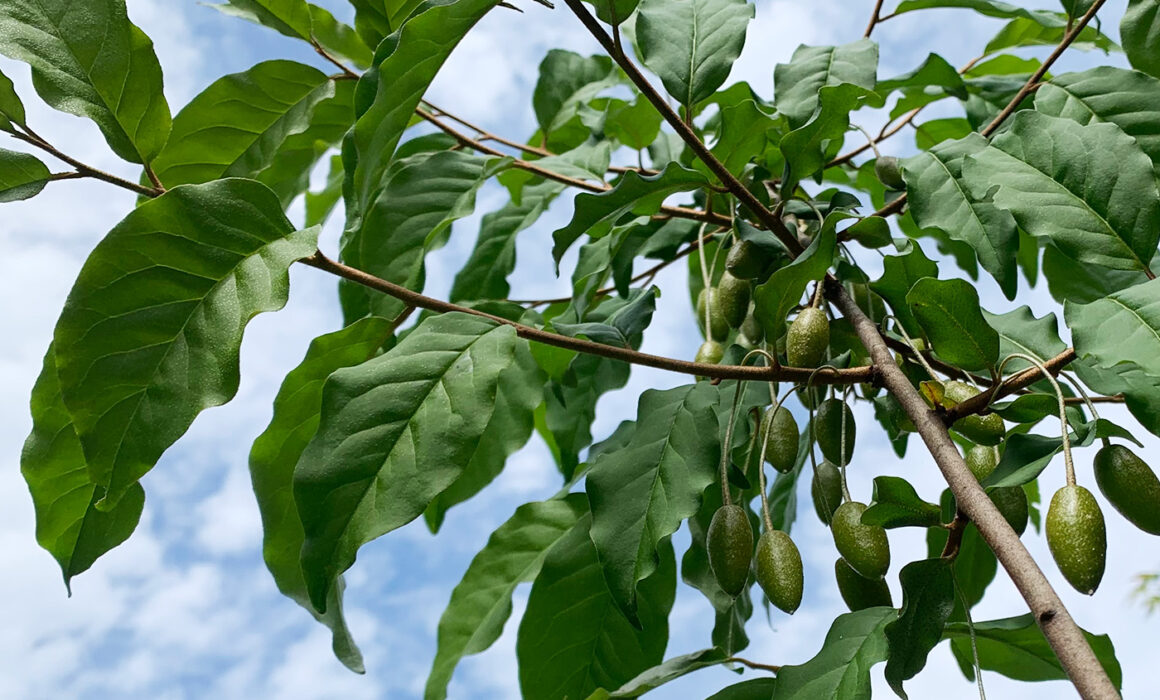 茱萸の果実 - Oleaster fruit