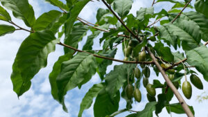 茱萸の果実 - Oleaster fruit