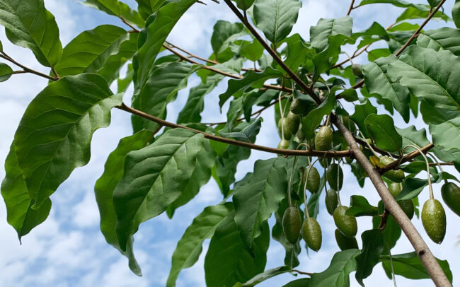 茱萸の果実 - Oleaster fruit