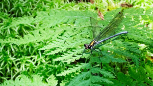 Lestes Sponsa