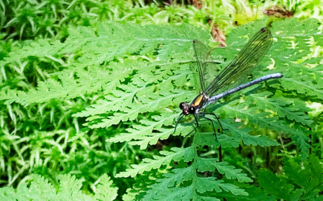 Lestes Sponsa