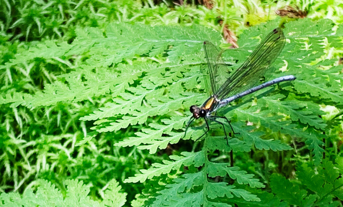 アオイトトンボ Lestes sponsa